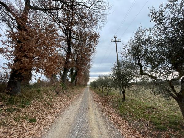 Pista ghiaiosa in campagna, querce a sinistra e ulivi a destra creano un effetto tunnel naturale. Foglie secche ai lati del sentiero.